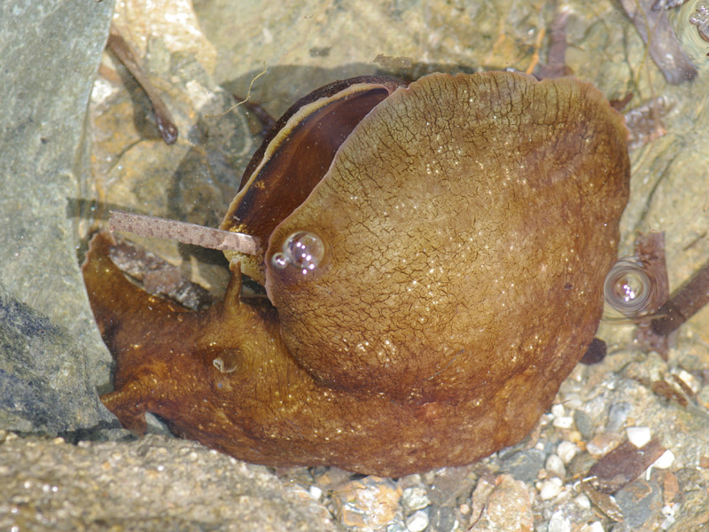 Aplysia sp, Mare Egeo, 06.2011